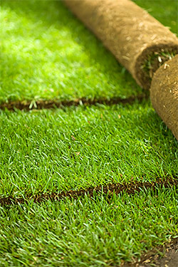 Sod & Seed Lawns