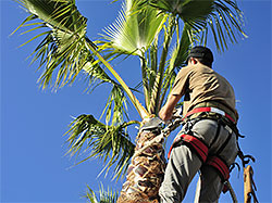 Tree Trimming & Removal