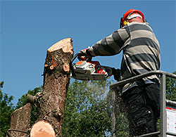 Tree Trimming & Removal
