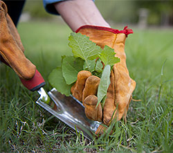 Weed Abatement & Brush Clearing