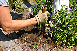 Weed Abatement & Brush Clearing