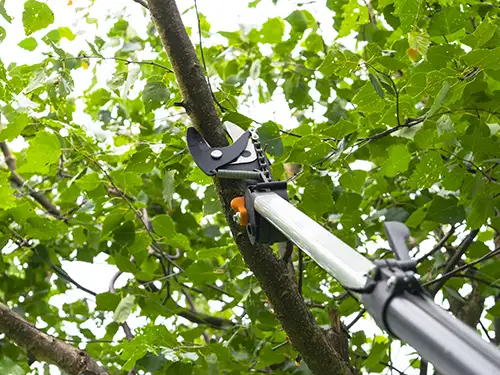 Tree Trimming & Removal, Los Angeles County, CA